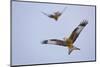 Red Kite (Milvus Milvus) in Flight, Gigrin Farm, Powys, Rhayader, Wales, UK, February 2009-Muñoz-Mounted Photographic Print