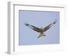 Red Kite (Milvus Milvus) in Flight, Gigrin Farm, Powys, Rhayader, Wales, UK, February 2009-Muñoz-Framed Photographic Print