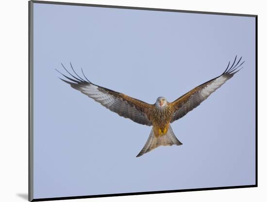 Red Kite (Milvus Milvus) in Flight, Gigrin Farm, Powys, Rhayader, Wales, UK, February 2009-Muñoz-Mounted Photographic Print