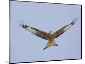 Red Kite (Milvus Milvus) in Flight, Gigrin Farm, Powys, Rhayader, Wales, UK, February 2009-Muñoz-Mounted Photographic Print