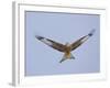 Red Kite (Milvus Milvus) in Flight, Gigrin Farm, Powys, Rhayader, Wales, UK, February 2009-Muñoz-Framed Photographic Print