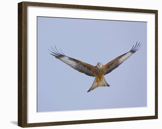 Red Kite (Milvus Milvus) in Flight, Gigrin Farm, Powys, Rhayader, Wales, UK, February 2009-Muñoz-Framed Photographic Print