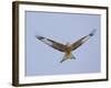 Red Kite (Milvus Milvus) in Flight, Gigrin Farm, Powys, Rhayader, Wales, UK, February 2009-Muñoz-Framed Photographic Print