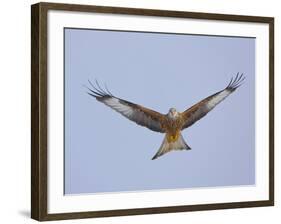 Red Kite (Milvus Milvus) in Flight, Gigrin Farm, Powys, Rhayader, Wales, UK, February 2009-Muñoz-Framed Photographic Print