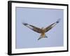 Red Kite (Milvus Milvus) in Flight, Gigrin Farm, Powys, Rhayader, Wales, UK, February 2009-Muñoz-Framed Photographic Print