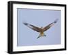 Red Kite (Milvus Milvus) in Flight, Gigrin Farm, Powys, Rhayader, Wales, UK, February 2009-Muñoz-Framed Photographic Print