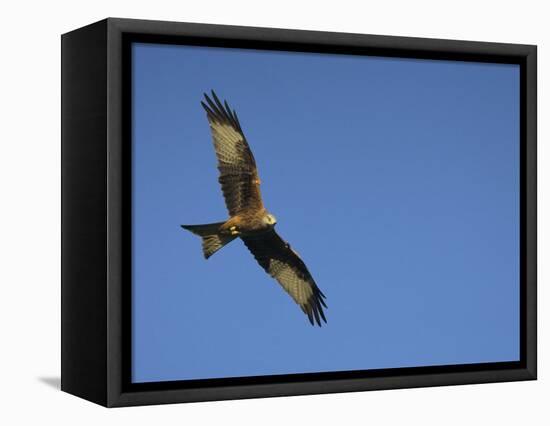 Red Kite (Milvus Milvus) in Flight with Wing Tags, Gigrin Farm, Rhayader, Wales, United Kingdom-Ann & Steve Toon-Framed Stretched Canvas