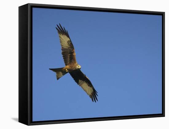 Red Kite (Milvus Milvus) in Flight with Wing Tags, Gigrin Farm, Rhayader, Wales, United Kingdom-Ann & Steve Toon-Framed Stretched Canvas