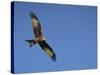Red Kite (Milvus Milvus) in Flight with Wing Tags, Gigrin Farm, Rhayader, Wales, United Kingdom-Ann & Steve Toon-Stretched Canvas