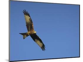 Red Kite (Milvus Milvus) in Flight with Wing Tags, Gigrin Farm, Rhayader, Wales, United Kingdom-Ann & Steve Toon-Mounted Photographic Print