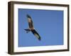 Red Kite (Milvus Milvus) in Flight with Wing Tags, Gigrin Farm, Rhayader, Wales, United Kingdom-Ann & Steve Toon-Framed Photographic Print