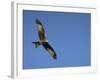 Red Kite (Milvus Milvus) in Flight with Wing Tags, Gigrin Farm, Rhayader, Wales, United Kingdom-Ann & Steve Toon-Framed Photographic Print