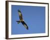 Red Kite (Milvus Milvus) in Flight with Wing Tags, Gigrin Farm, Rhayader, Wales, United Kingdom-Ann & Steve Toon-Framed Photographic Print