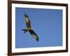 Red Kite (Milvus Milvus) in Flight with Wing Tags, Gigrin Farm, Rhayader, Wales, United Kingdom-Ann & Steve Toon-Framed Photographic Print