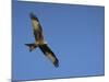 Red Kite (Milvus Milvus) in Flight with Wing Tags, Gigrin Farm, Rhayader, Wales, United Kingdom-Ann & Steve Toon-Mounted Photographic Print