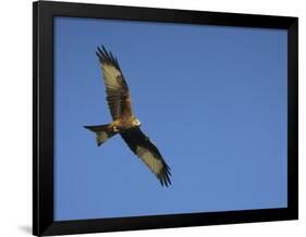 Red Kite (Milvus Milvus) in Flight with Wing Tags, Gigrin Farm, Rhayader, Wales, United Kingdom-Ann & Steve Toon-Framed Photographic Print