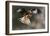 Red Kite-Linda Wright-Framed Photographic Print