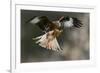 Red Kite-Linda Wright-Framed Photographic Print