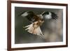 Red Kite-Linda Wright-Framed Photographic Print