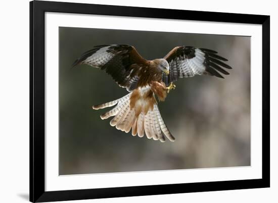 Red Kite-Linda Wright-Framed Photographic Print