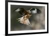 Red Kite-Linda Wright-Framed Photographic Print