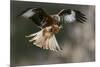 Red Kite-Linda Wright-Mounted Photographic Print