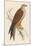 Red Kite-Reverend Francis O. Morris-Mounted Premium Giclee Print