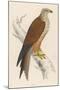 Red Kite-Reverend Francis O. Morris-Mounted Premium Giclee Print