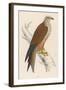 Red Kite-Reverend Francis O. Morris-Framed Art Print