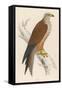 Red Kite-Reverend Francis O. Morris-Framed Stretched Canvas