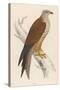 Red Kite-Reverend Francis O. Morris-Stretched Canvas