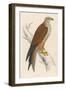 Red Kite-Reverend Francis O. Morris-Framed Art Print