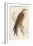 Red Kite-Reverend Francis O. Morris-Framed Art Print