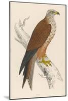 Red Kite-Reverend Francis O. Morris-Mounted Art Print