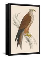 Red Kite-Reverend Francis O. Morris-Framed Stretched Canvas