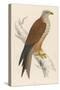 Red Kite-Reverend Francis O. Morris-Stretched Canvas