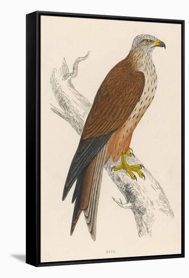 Red Kite-Reverend Francis O. Morris-Framed Stretched Canvas