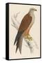 Red Kite-Reverend Francis O. Morris-Framed Stretched Canvas