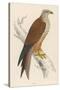 Red Kite-Reverend Francis O. Morris-Stretched Canvas