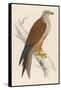 Red Kite-Reverend Francis O. Morris-Framed Stretched Canvas