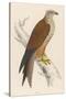 Red Kite-Reverend Francis O. Morris-Stretched Canvas