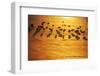 Red knots on Sunset Beach during golden sunrise, North Carolina, United States of America, North Am-Jon Reaves-Framed Photographic Print