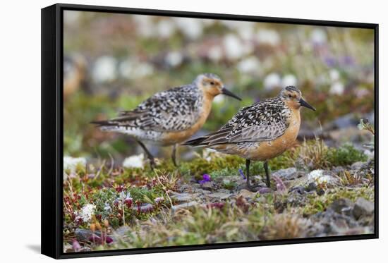 Red Knots on the Arctic Tundra-Ken Archer-Framed Stretched Canvas