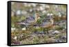 Red Knots on the Arctic Tundra-Ken Archer-Framed Stretched Canvas