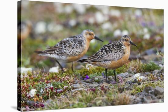 Red Knots on the Arctic Tundra-Ken Archer-Stretched Canvas