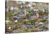 Red Knots on the Arctic Tundra-Ken Archer-Stretched Canvas