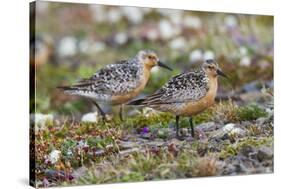 Red Knots on the Arctic Tundra-Ken Archer-Stretched Canvas