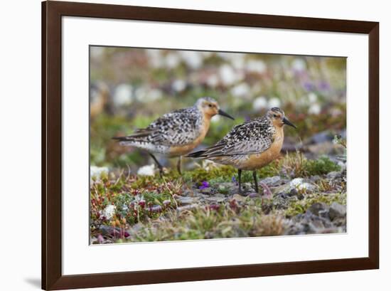 Red Knots on the Arctic Tundra-Ken Archer-Framed Premium Photographic Print