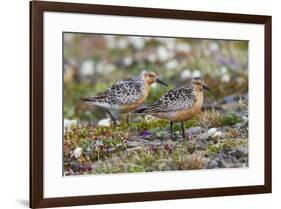 Red Knots on the Arctic Tundra-Ken Archer-Framed Premium Photographic Print