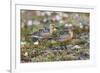 Red Knots on the Arctic Tundra-Ken Archer-Framed Premium Photographic Print